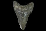 Bargain, Fossil Megalodon Tooth - North Carolina #91636-1